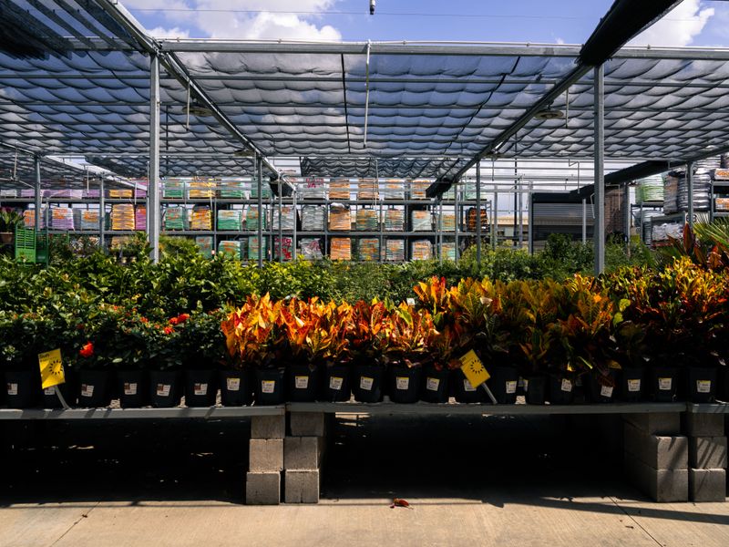 Choosing Plants Without Checking Sun And Shade Needs Choosing Plants Without Checking Sun And Shade Needs