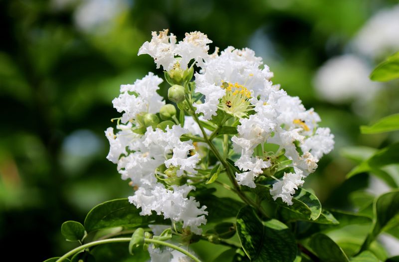 Choosing Resistant Varieties For Next Season Choosing Resistant Varieties For Next Season