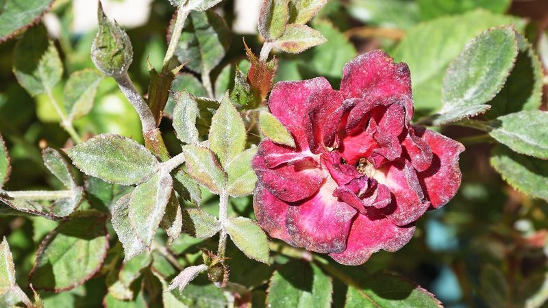Choosing Susceptible Varieties Again And Again