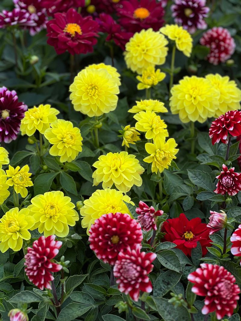 Choosing The Right Dahlia Varieties For Ohio Summers Choosing The Right Dahlia Varieties For Ohio Summers