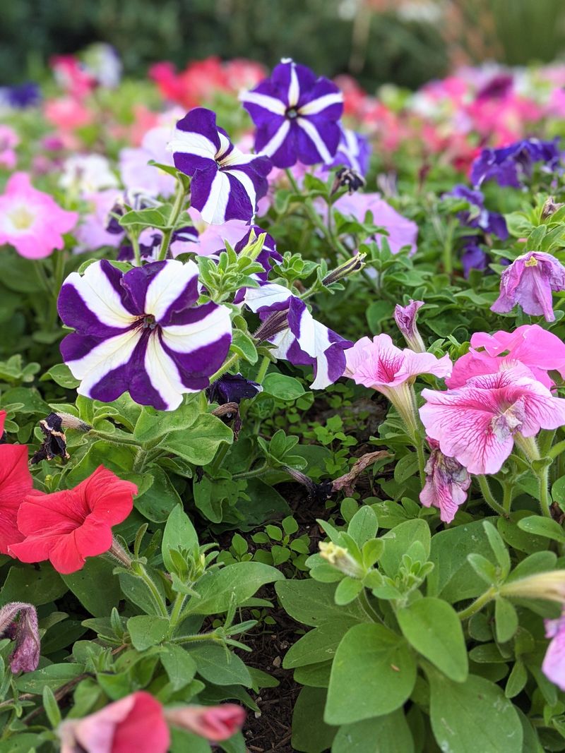 Choosing The Right Petunia Variety For Longer Blooms