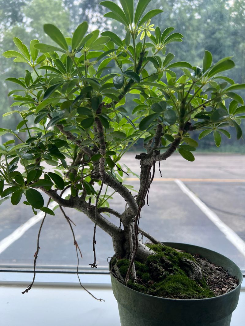 Choosing The Right Schefflera Variety For Bonsai Choosing The Right Schefflera Variety For Bonsai