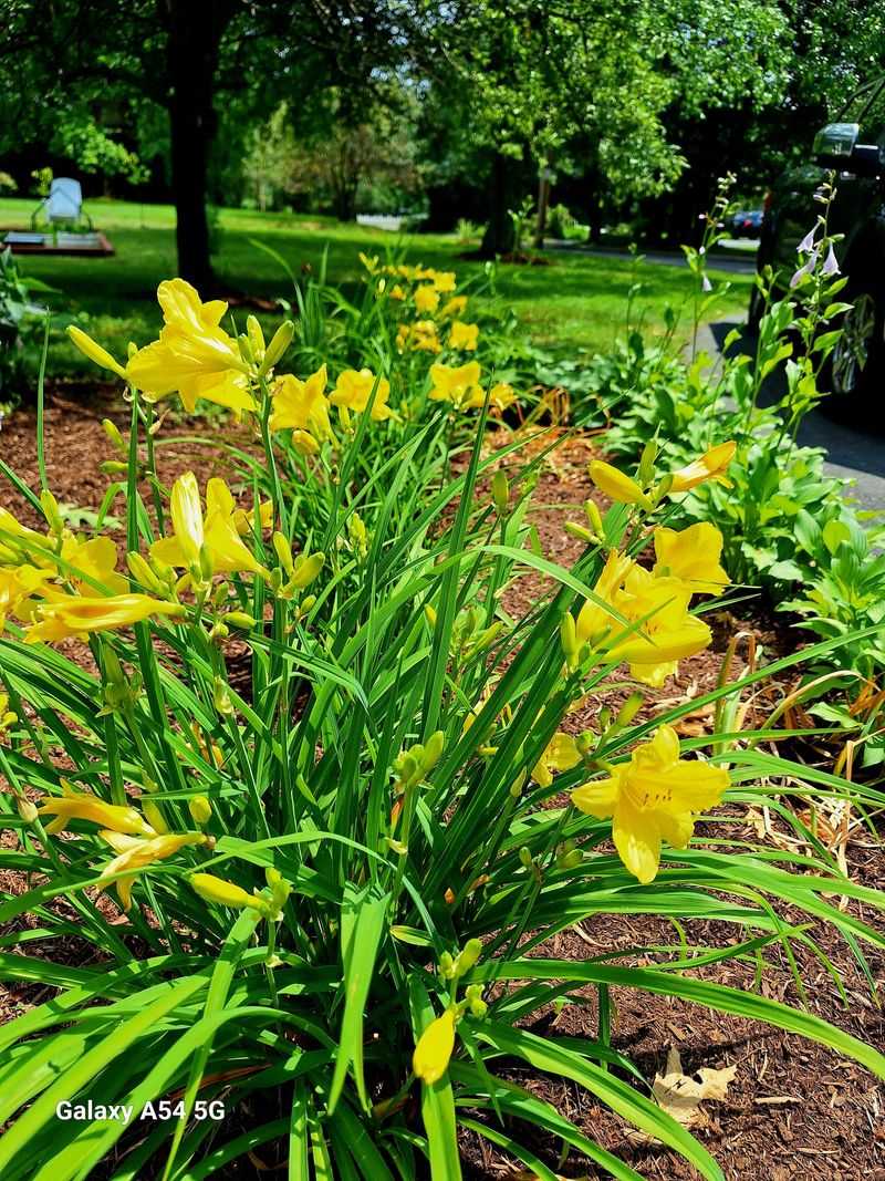 Choosing The Right Varieties For Virginia Gardens