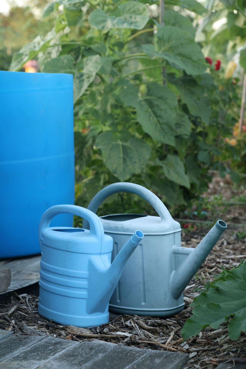 Choosing The Right Watering Tools For Tomatoes Choosing The Right Watering Tools For Tomatoes