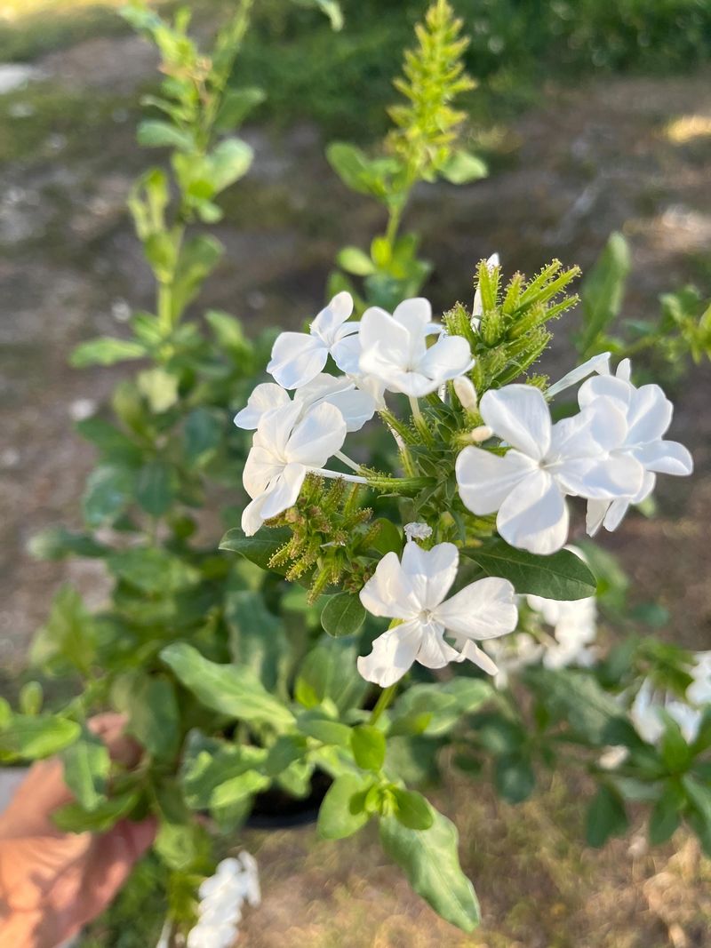 Choosing The White Form When You Want More Blue Flowers