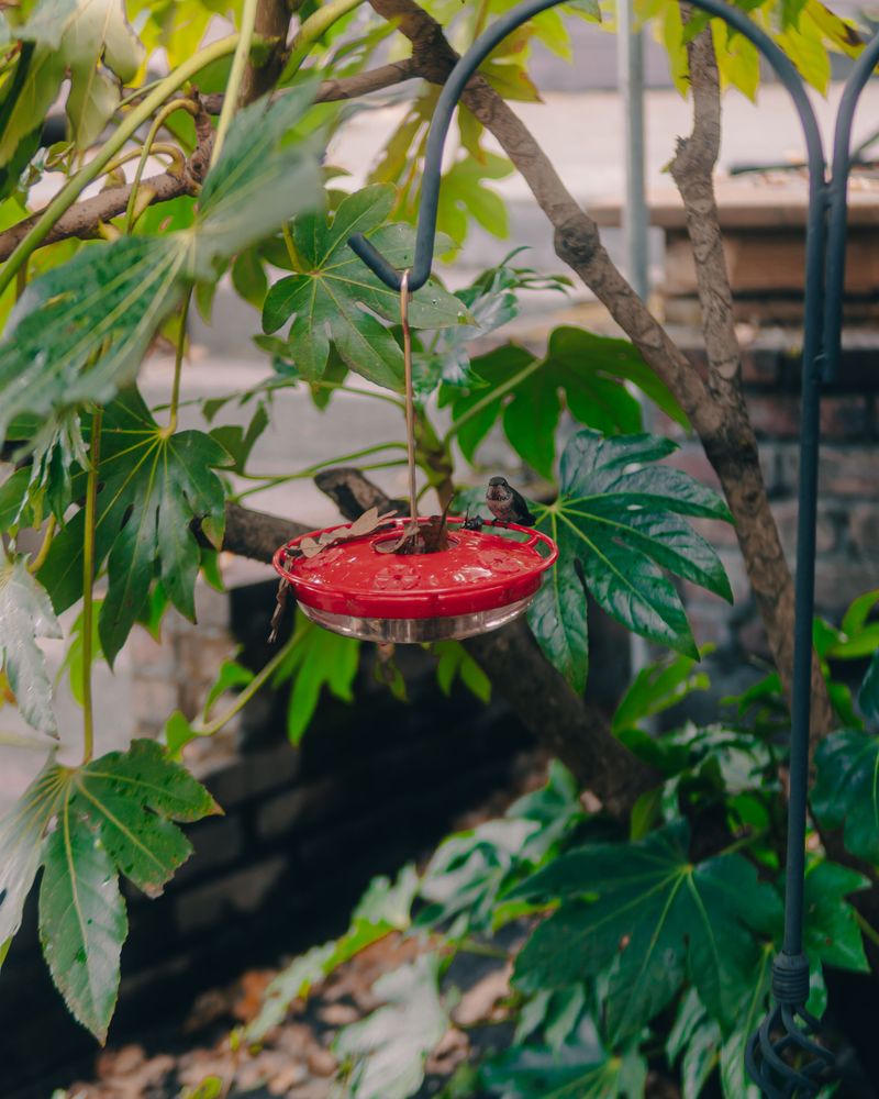 Choosing The Wrong Spot For Your Feeder