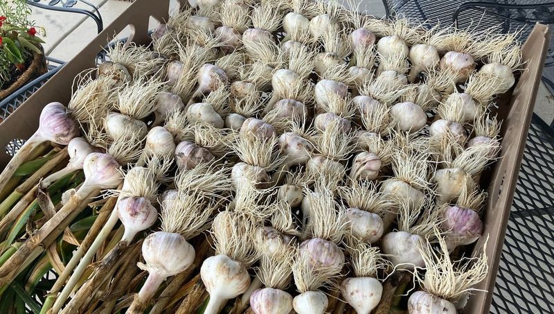 Choosing Varieties Suited To Missouri Soil