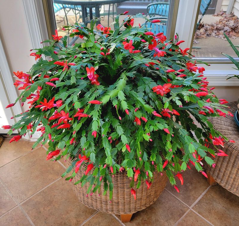 Christmas Cactus Blooms Better Snug Christmas Cactus Blooms Better Snug