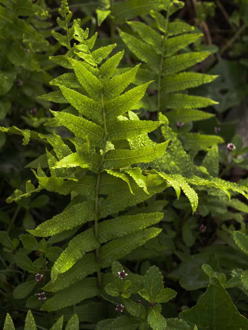 Christmas Fern