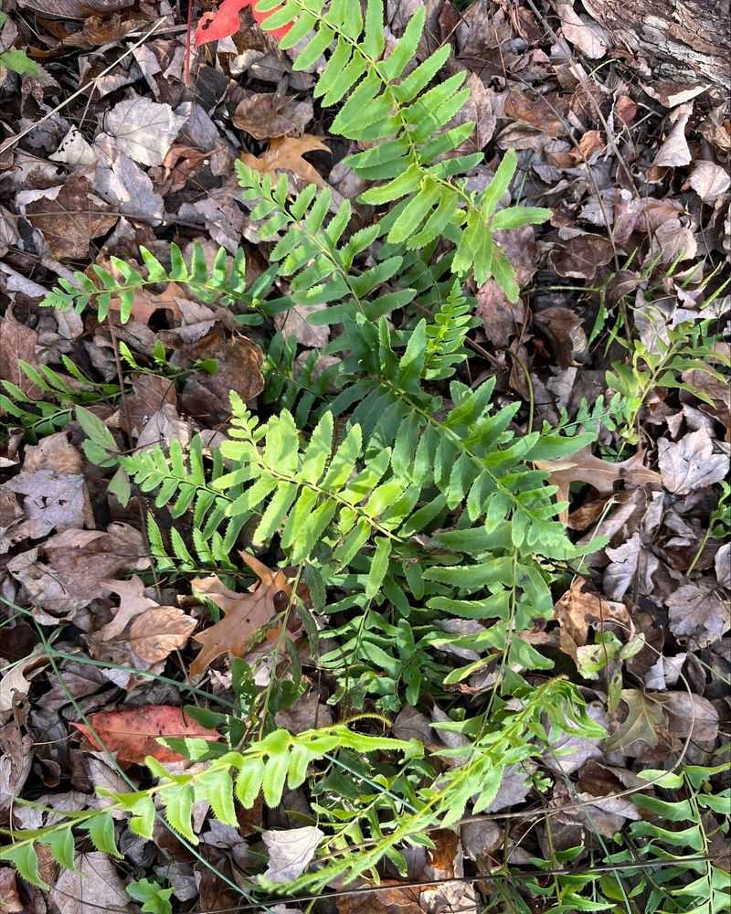 Christmas Fern Stays Green Year Round Christmas Fern Stays Green Year Round