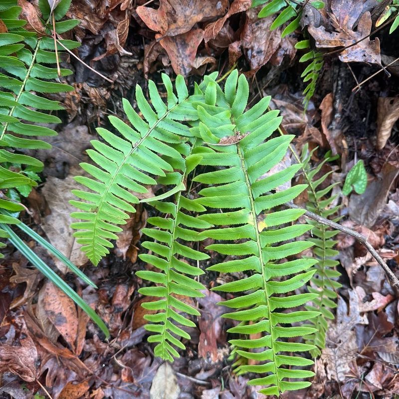 Christmas Fern Thrives Through Heat And Humidity Christmas Fern Thrives Through Heat And Humidity