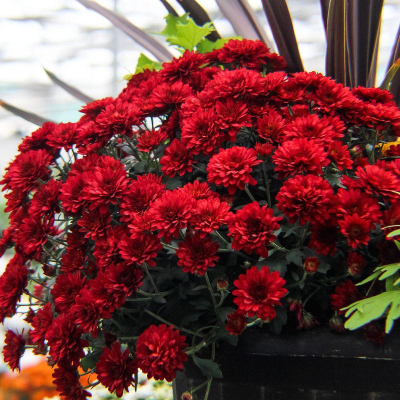 Chrysanthemum Chrysanthemum