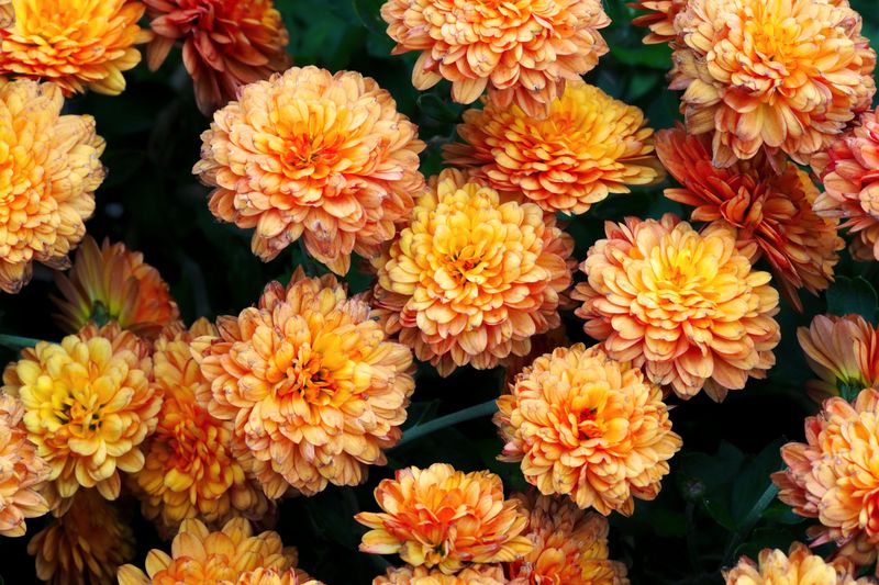 Chrysanthemums 