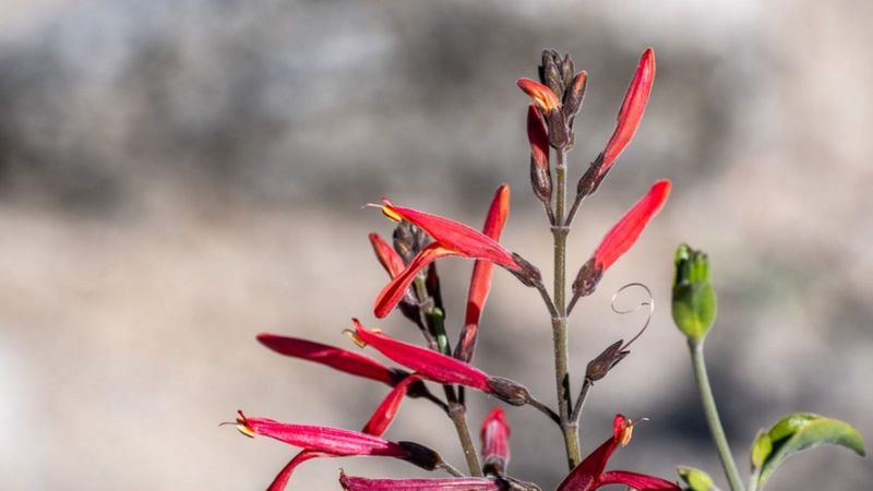 Chuparosa Can Look Twiggy Before Moisture Returns Chuparosa Can Look Twiggy Before Moisture Returns