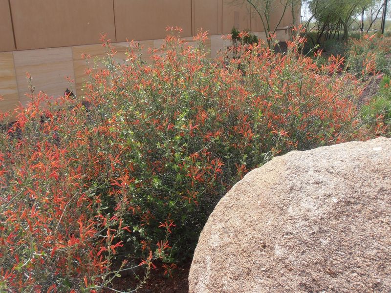 Chuparosa Grows Well Under Mesquite Canopies Chuparosa Grows Well Under Mesquite Canopies
