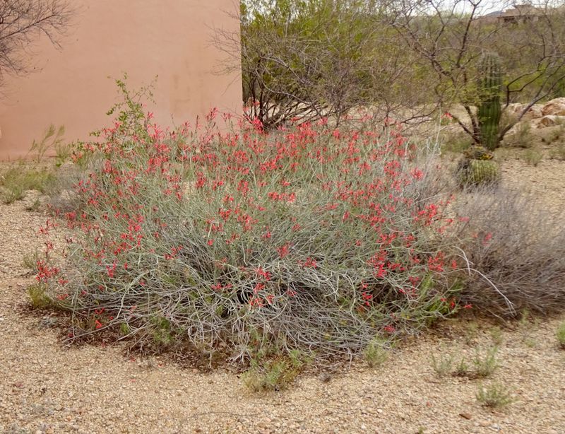 Chuparosa Handles Transplanting Better In Early September
