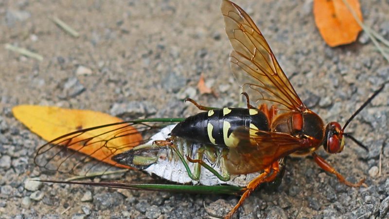 Cicada-Hunting Wasps Look Scarier Than They Usually Are