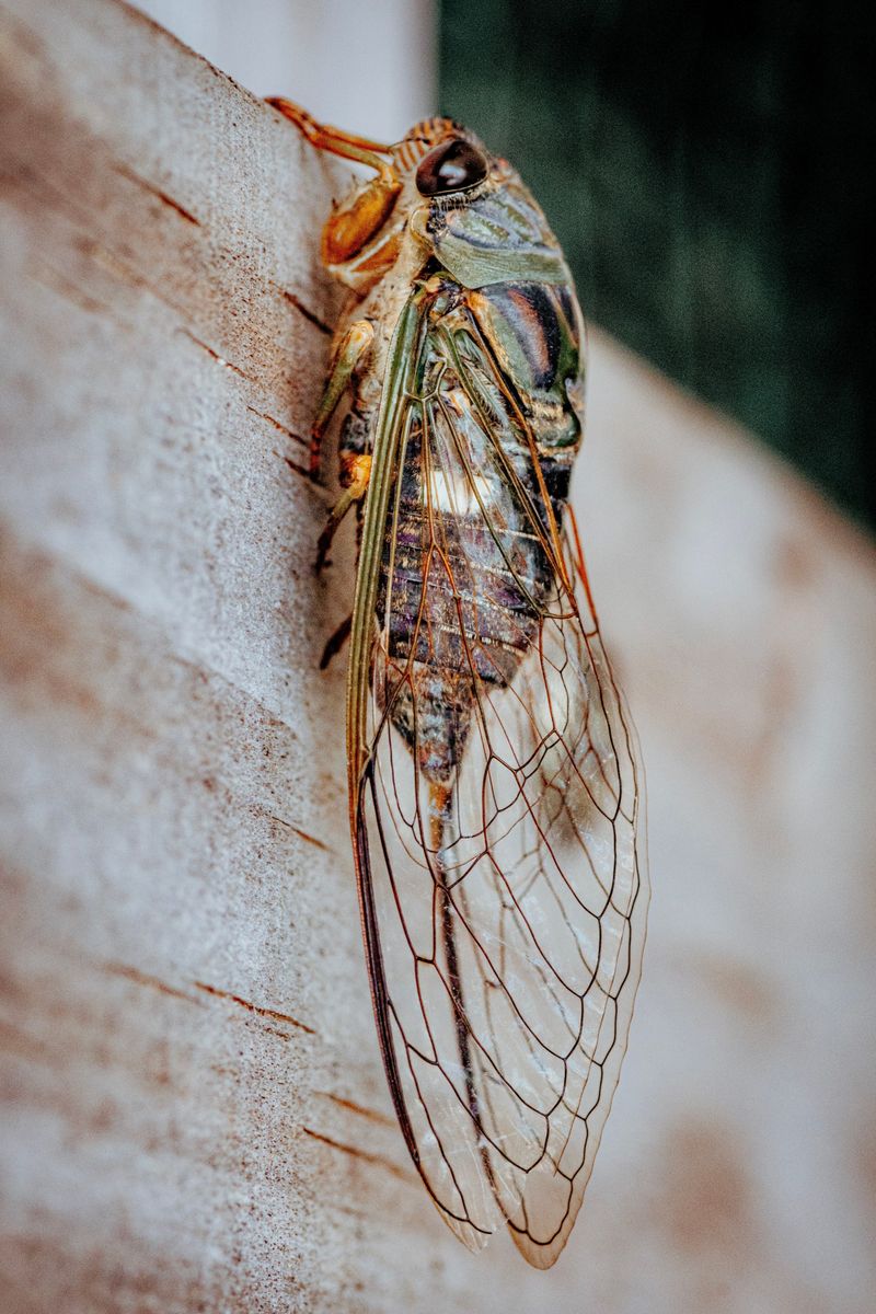 Cicadas Produce Sound Through A Unique Body Structure