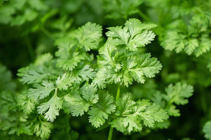 Cilantro And Coriander Cilantro And Coriander