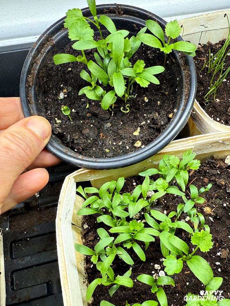 Cilantro Bolts Faster In Hot Containers