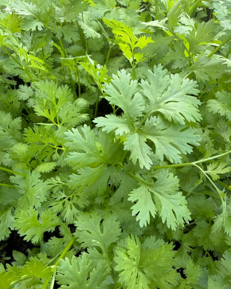 Cilantro Can Produce A Harvest In About Two Months