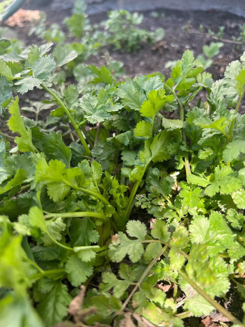 Cilantro Comes Back Better After Heat Cilantro Comes Back Better After Heat