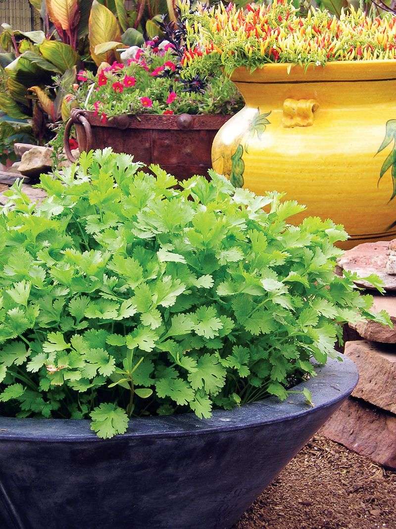 Cilantro Provides Both Fresh Leaves And Coriander Seeds