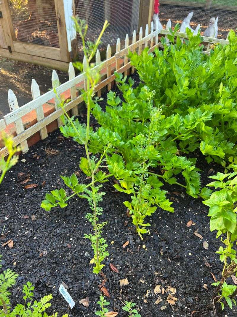 Cilantro Returns As Heat Backs Off Cilantro Returns As Heat Backs Off