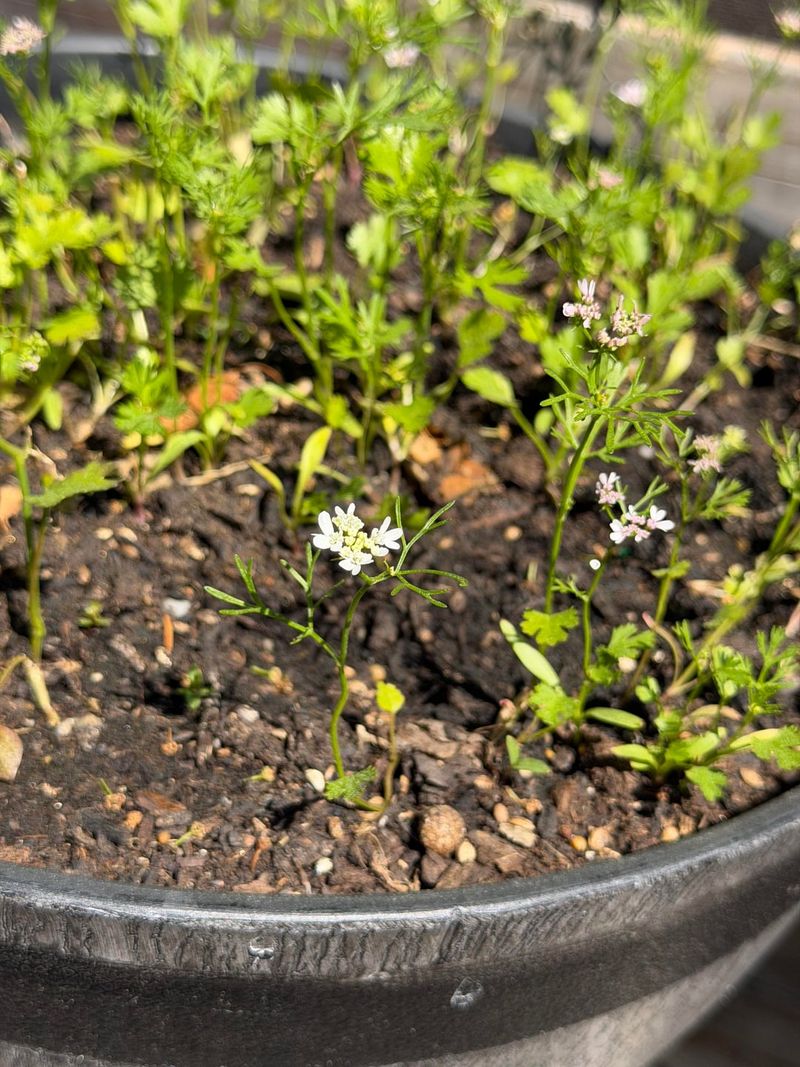 Cilantro Should Be Seeded Directly Into Its Growing Space