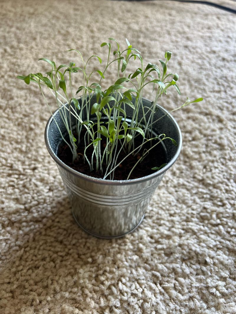Cilantro Turns August Into A Fall Herb Opportunity