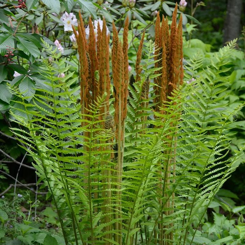 Cinnamon Fern Forms A Cool Ground Layer