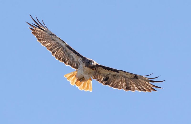Circling Alone Does Not Prove a Hunt