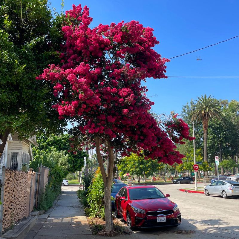 Cities Prefer Better Street Tree Choices