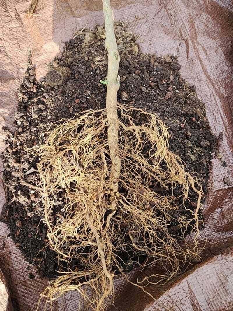 Citrus Roots Hate Dry Swings Citrus Roots Hate Dry Swings