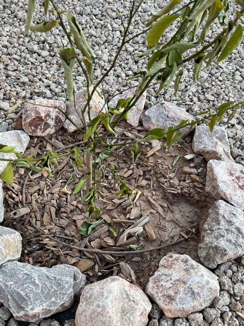 Citrus Roots Stay Cooler Under A Mulch Layer