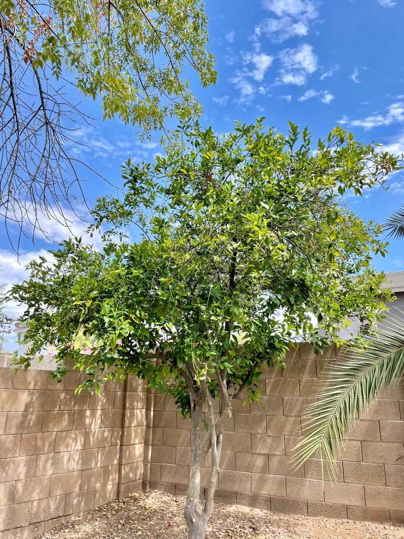 Citrus Trees Stay Under Stress During Extreme Heat