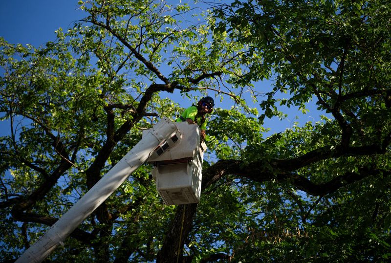 City Tree Codes May Add Permit Rules