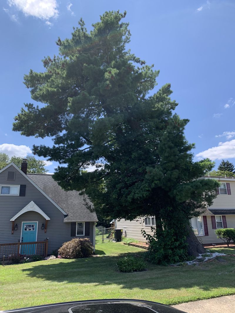 City Tree Rules May Limit What Happens Next