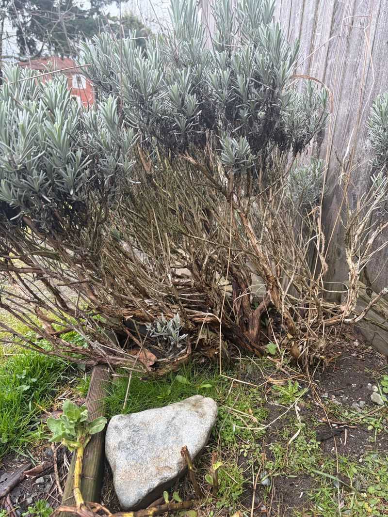 Clay Soil Makes Overwatering Worse