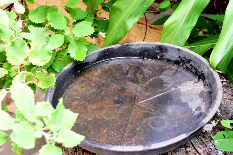 Clean Birdbaths Often During Hot Weather