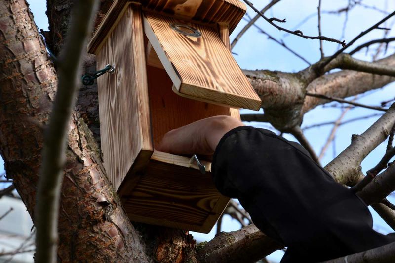 Clean Inactive Boxes And Improve The Habitat Clean Inactive Boxes And Improve The Habitat