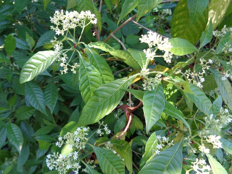 Clean Pruning Keeps The Shrub Looking Polished