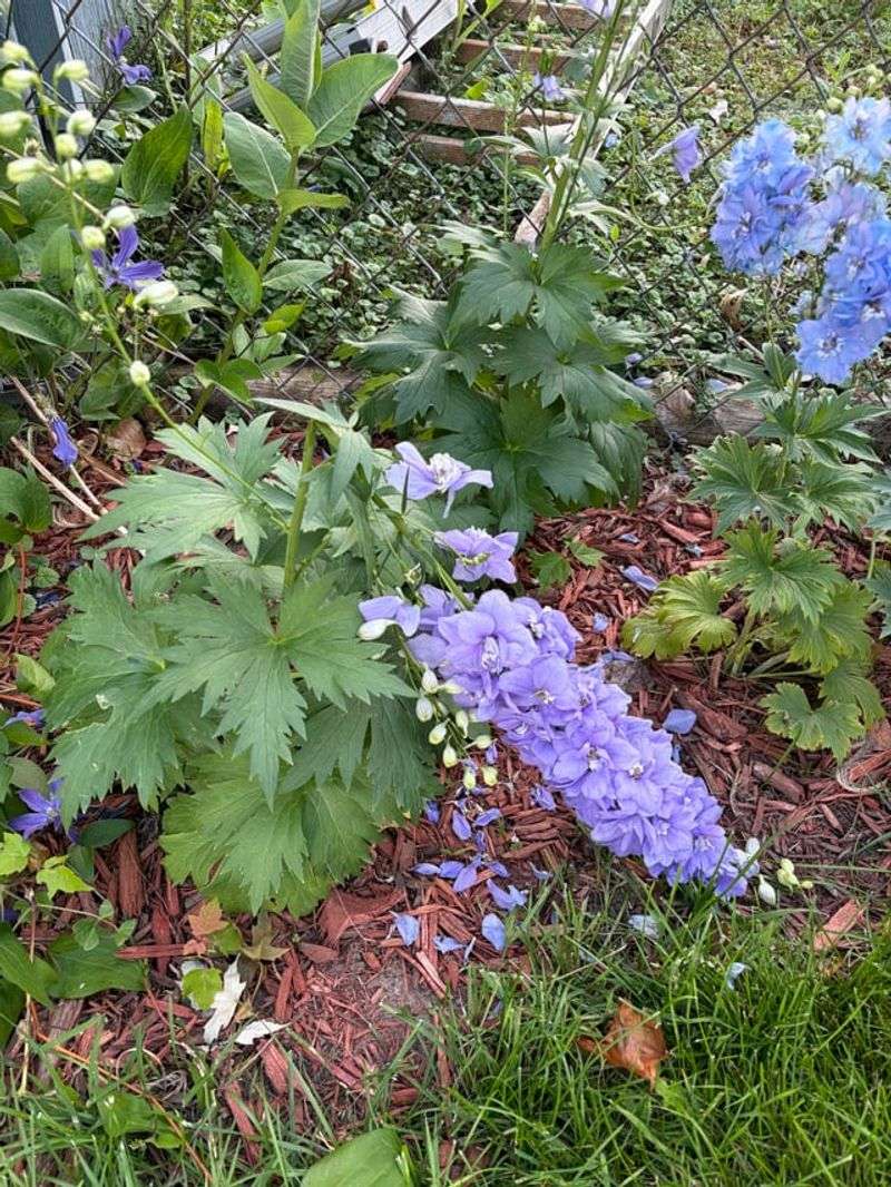 Clean Up Fallen Petals And Debris Clean Up Fallen Petals And Debris