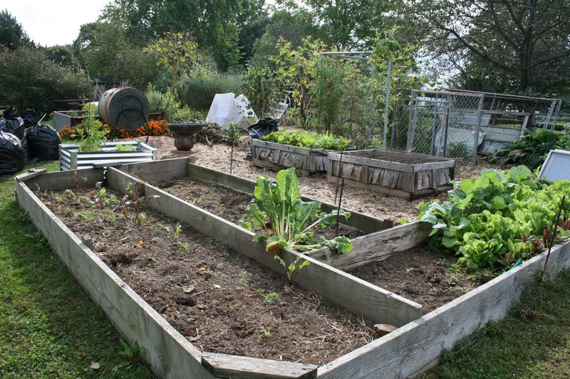 Clean Up Vegetable Beds Well At Season's End Clean Up Vegetable Beds Well At Season's End