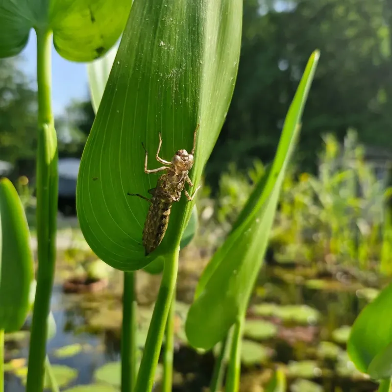Clean Water Supports More Nymphs