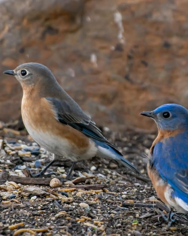 Cleaner Feeder Areas Leave Fewer Places For Small Animals To Hide