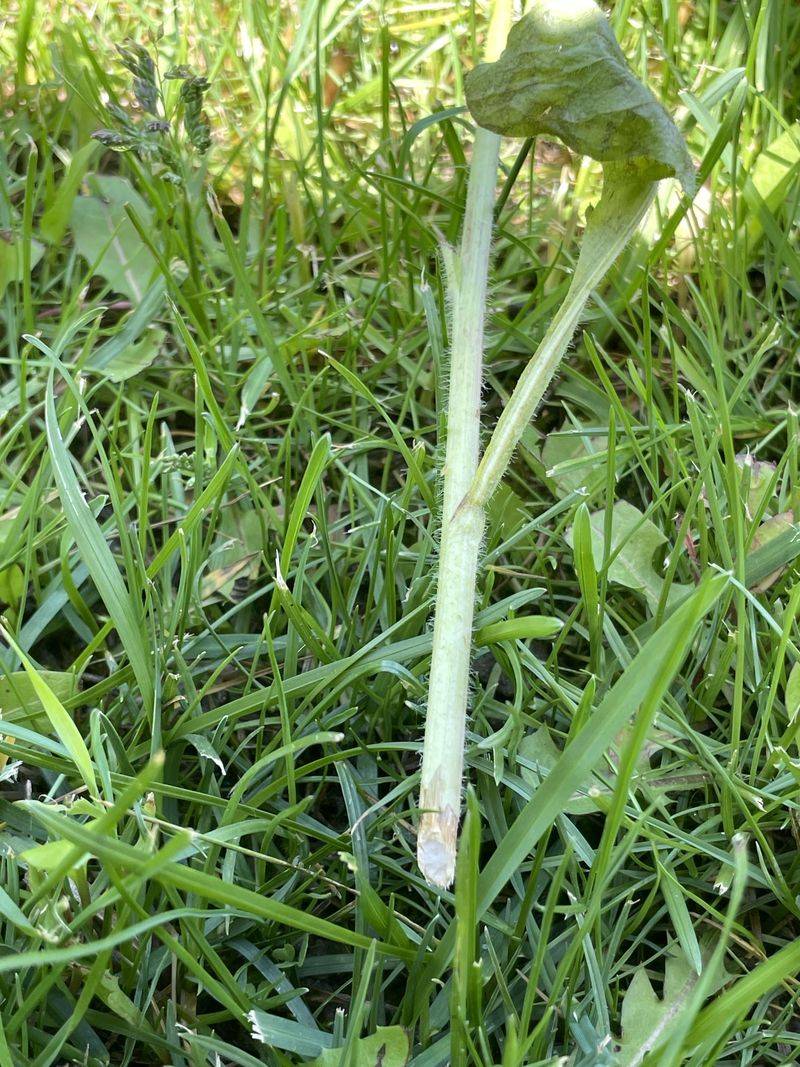 Cleanly Clipped Stems And Seedlings