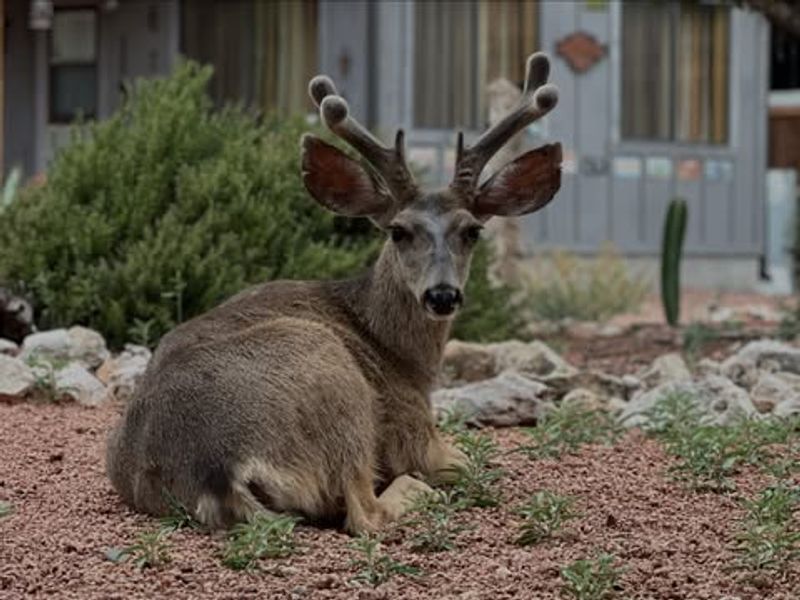 Clear Away Food That Draws Deer In