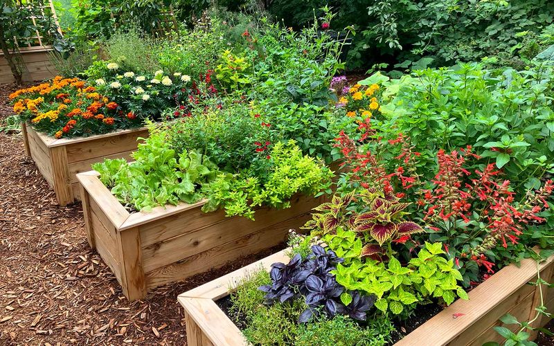 Clear Dense Vegetation Around Garden Beds