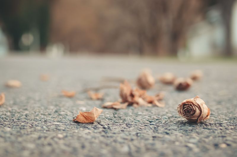 Clear Fallen Leaves To Stop Disease Overwintering
